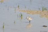 Charadrius alexandrinus /  Strandplevier / Kentish Plover