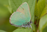 Callophrys rubi / Groentje / Green hairstreek