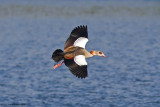 Alopochen aegyptiaca / Nijlgans / Egyptian Goose