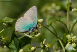 Callophrys rubi / Groentje / Green hairstreek