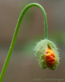 Papaver / Klaproos