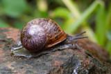 Helix pomatia / Wijngaardslak / Burgundy snail
