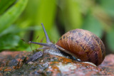 Helix pomatia / Wijgaardslak / Burgundy snail