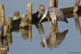 Ardea Cinerea / Blauwe Reiger / Grey Heron