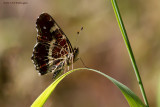 Araschnia levana / Landkaartje / Map Butterfly