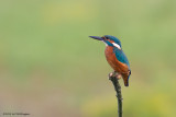 Alcedo atthis / IJsvogel / Kingfisher