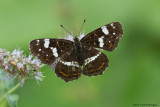 Araschnia levana / Landkaartje / Map Butterfly