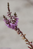 Calluna vulgaris / Struikhei / common heather