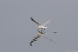 Chroicocephalus ridibundus / Kokmeeuw / Black headed Gull