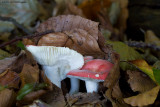 IMG_4088 Russula.jpg