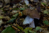 Boletus edulis / Gewoon Eekhoorntjesbrood 