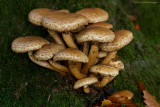 Pholiota squarrosa / Schubbige bundelzwam / Shaggy Scalycap