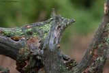 Myodes glareolus / Rosse Woelmuis / Bank Vole