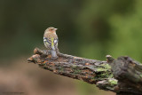 Fringilla coelebs / Vink / Common Chaffinch