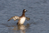 Aythya marila / Topper / Greater Scaup