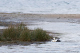 Mergus albellus / Nonnetje / Smew