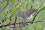 Fitis / Willow warbler