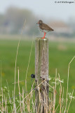 Tringa totanus / Tureluur / Common Redshank