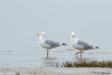 Larus Argentatus / Zilvermeeuw / European Herring Gull