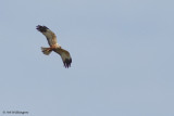 Circus Aeruginosus / Bruine Kiekendief / Western Marsh Harrier