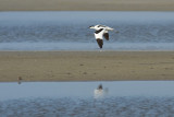 Recurvirostra avosetta / Kluut / Pied Avocet
