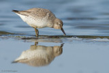 Calidris Canutus / Kanoet / Red knot