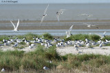 Thalasseus sandvicensis / Grote Stern / Sandwich tern