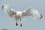 Larus Argentatus / Zilvermeeuw / European Herring Gull