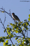 Tuinfluiter / Garden warbler