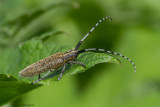 Agapanthia Villosovirideslens / Distelbok