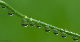 Regendruppel/ Raindrop