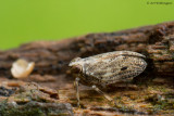 Issus coleoptratus / Bruine Cicade 