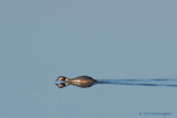 Podiceps Cristatus / Fuut / Great Crested Grebe