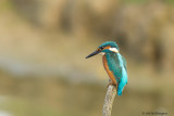 Alcedo atthis / IJsvogel / Kingfisher