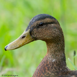 Anas Platyrhynchos / Wilde Eend / Mallard