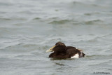 Somateria Mollissima / Eider / Common Eider