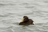 Somateria Mollissima / Eider / Common Eider