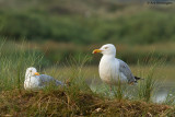 Larus Argentatus / Zilvermeeuw / European Herring Gull