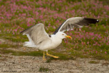 Larus graelsii / Kleine Mantelmeeuw / Lesser Black backed Gull