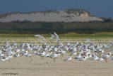 Chroicocephalus ridibundus / Kokmeeuw / Black headed Gull