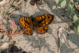 Lasiommata megera / Argusvlinder / Wall brown
