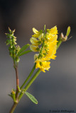 Genista tinctoria L. / Verfbrem