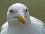 Larus Argentatus / Zilvermeeuw / European Herring Gull