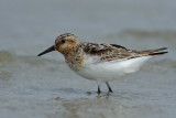 Calidris Alba / Drieteenstrandloper / Sanderling