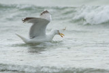 Larus Argentatus / Zilvermeeuw / European Herring Gull