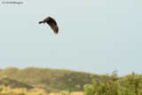 Circus Aeruginosus / Bruine Kiekendief / Western Marsh Harrier