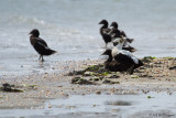 Somateria Mollissima / Eider / Common Eider