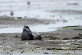 Somateria Mollissima / Eider / Common Eider
