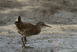 Rallus aquaticus / Waterral / Water rail