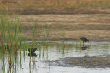 Rallus aquaticus / Waterral / Water rail